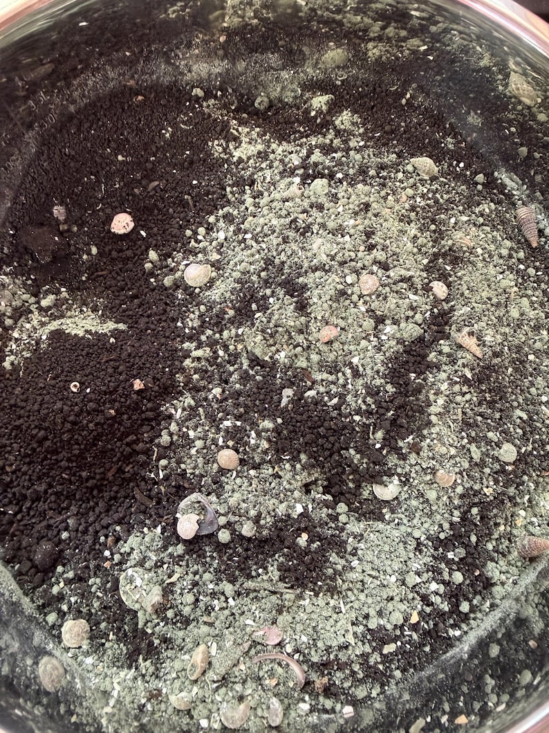 May include: A circular container filled with a mixture of dark brown soil and light green granular material. Small, light-colored seashells are scattered throughout the surface of the soil and granular mix, creating a textured, earthy appearance.