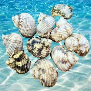 May include: A collection of nine spiral seashells featuring varied patterns of cream, tan, and dark brown markings. Each shell displays a distinct whorled structure with textured ridges, arranged in a cluster against a bright blue water background.