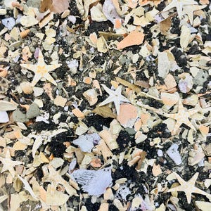 May include: A collection of small, light-colored starfish scattered across a textured surface composed of crushed seashells, fragments of coral, dark soil, and various organic debris in shades of beige, white, gray, and black.