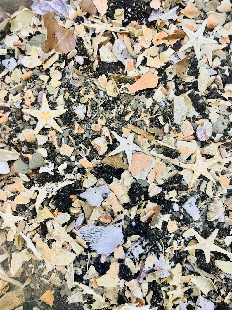 May include: A collection of small, light-colored starfish scattered across a textured surface composed of crushed seashells, fragments of coral, dark soil, and various organic debris in shades of beige, white, gray, and black.