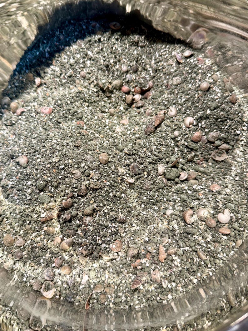 May include: A collection of small, dark gray sand particles mixed with numerous tiny, light-colored seashells of various shapes and sizes, contained within a clear glass vessel, creating a textured, granular surface with natural debris.
