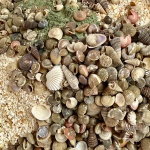 May include: A large collection of assorted seashells in various shapes, sizes, and colors, including spiral, conical, and bivalve shells in shades of brown, tan, white, and pink, mixed with patches of fine green powder and crushed shell fragments.