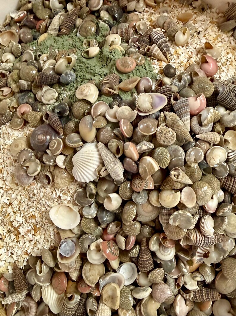 May include: A large collection of assorted seashells in various shapes, sizes, and colors, including spiral, conical, and bivalve shells in shades of brown, tan, white, and pink, mixed with patches of fine green powder and crushed shell fragments.