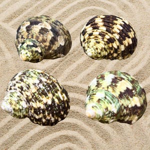 Hermit Crab Shells, Natural Turbo Hermit Crab Shell Bundle, Shells for Hermit Crabs, Natural Shells for Hermit Crabs, Growth Shells - 4 Pack