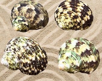 Hermit Crab Shells, Natural Turbo Hermit Crab Shell Bundle, Shells for Hermit Crabs, Natural Shells for Hermit Crabs, Growth Shells - 4 Pack