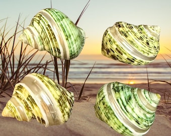 Hermit Crab Shells, Polished Green Banded Turbo Hermit Crab Shell Bundle, Shells for Hermit Crabs, Natural Shells for Hermit Crabs - 4 PCS