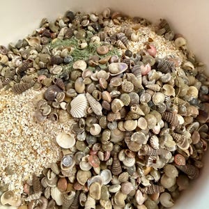 Hermit Crab Foraging Sand, Mineral Rich, Natural Ingredients, Greensand, Worm Castings, Calcium for Hermit Crabs,24/7 Hermit Crab Supplement image 14