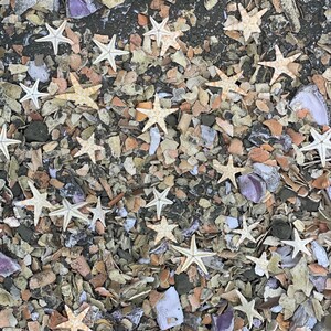 May include: A collection of small, light-colored starfish scattered across a textured surface composed of crushed seashells, small pebbles, and fragments of broken pottery in shades of beige, gray, brown, and occasional hints of purple.