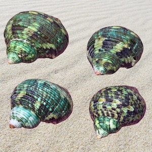 Hermit Crab Shell Bundle | Hermit Crab Shells