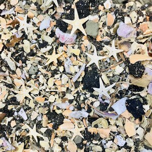 May include: A collection of small, light-colored starfish scattered across a textured surface composed of crushed seashells, fragments of light and dark pebbles, and various organic debris in shades of beige, white, gray, and black.