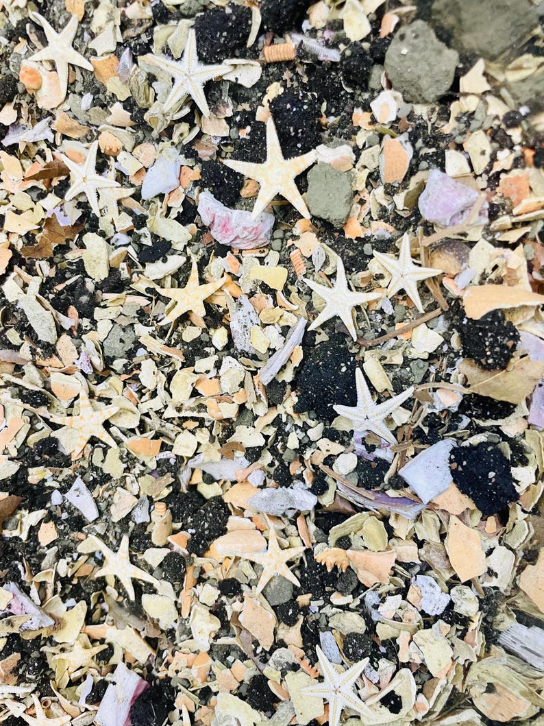 May include: A collection of small, light-colored starfish scattered across a textured surface composed of crushed seashells, fragments of light and dark pebbles, and various organic debris in shades of beige, white, gray, and black.