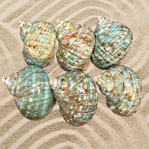 May include: Six large sea shells with a spiral design and a mix of colors, including teal, brown, and cream. The shells are arranged on a sandy surface, creating a natural and beachy aesthetic.