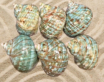 Hermit Crab Shell, Polished Jade Turbo Hermit Crab Shell, Shells for Hermit Crabs, Natural Shell for Hermit Crabs - 1 Shell
