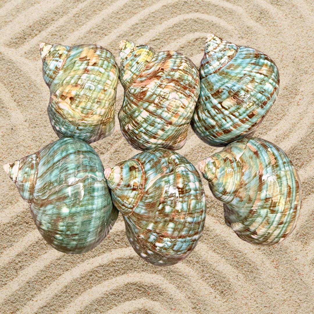 Hermit Crab Shell, Polished Jade Turbo Hermit Crab Shell, Shells