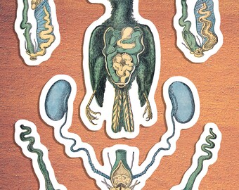 Könnte beinhalten: Eine Vintage-Illustration der inneren Anatomie eines Vogels. Der Vogel ist grün mit einem langen Schwanz und sein Verdauungssystem, einschließlich Darm, Magen und anderer Organe, ist dargestellt. Die Illustration ist von anderen anatomischen Diagrammen der Körperteile des Vogels umgeben.