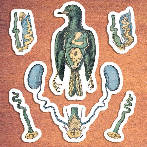 Generative Organs of a Bird Sticker Set: 6 Vinyl Anatomical Stickers Anatomy Ornithology Birds Reproduction, Small Gift