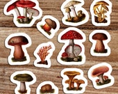 Poisonous Fungi & Mushrooms Vinyl Sticker Set | 12 Edwardian Botanical Stickers, Fungus Decal, Retro Mushroom, Small Gift