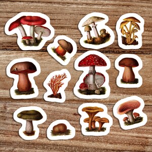 Ensemble d'autocollants en vinyle pour champignons et champignons toxiques | 12 autocollants botaniques édouardiens, décalque de champignon, champignon rétro, petit cadeau