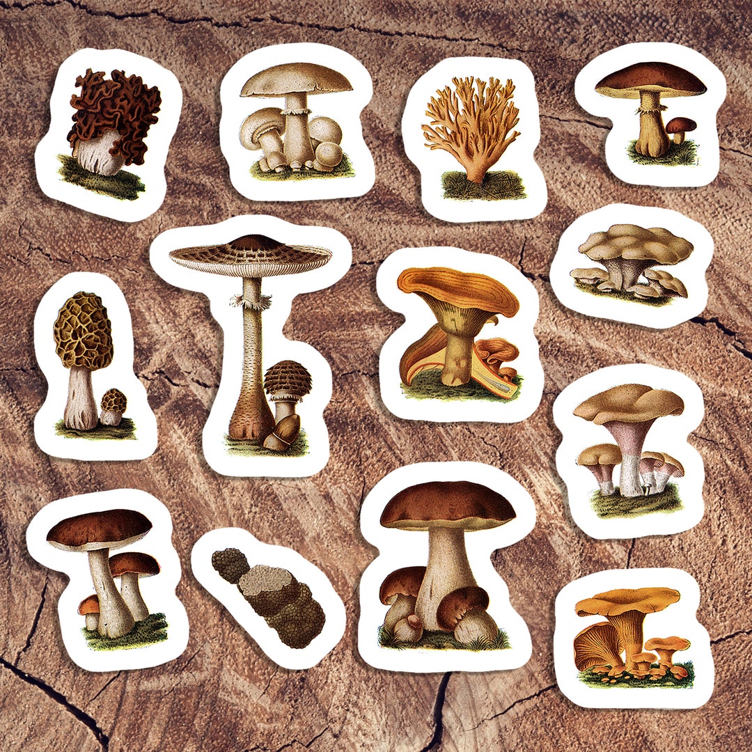 24x Pilz-Filterpads Aus Baumwolle – Einrohr-Filterscheiben Mit Klebefläche, Für Fruchtkörper & Feuchtigkeitskontrolle, 75 & 65 Mm