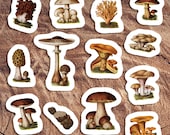 Edible Fungi & Mushrooms Vinyl Sticker Set | 13 Edwardian Botanical Stickers, Fungus Decal, Retro Mushroom, Small Gift