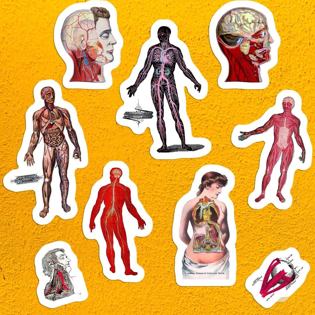 Human Figure Sticker Human Anatomy Variety Sticker Set | 9 Vinyl Anatomical Stickers ...