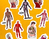 Human Anatomy Variety Sticker Set | 9 Vinyl Anatomical Stickers: Vintage Viscera Circulation Nerves Head Eye, Small Gift