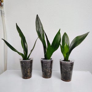 Sansevieria Snake plant 7.5in. tall, plant are green with some patterns, ship with 3&quot; cup