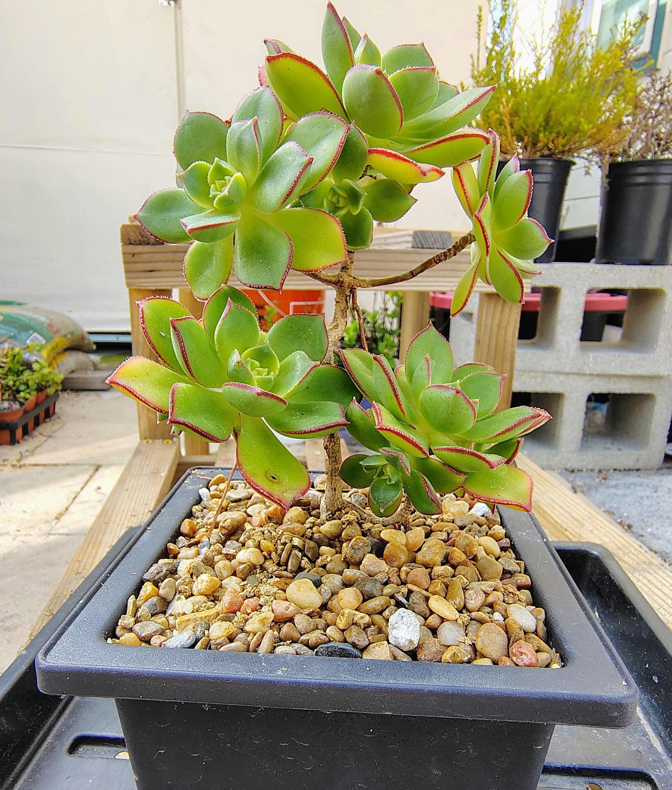 Kiwi Bonsai - Etsy