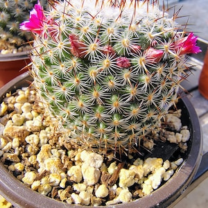 May include: A close-up of a round cactus in a brown pot. The cactus is green with white spines and dark brown tips. Bright pink flowers bloom from the cactus. The pot sits on a bed of small, light-colored rocks.