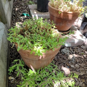 May include: A terracotta pot filled with green plants, surrounded by other pots and mulch. The plants have small, vibrant green leaves and are in various stages of growth. The scene is outdoors, with natural light and shadows.