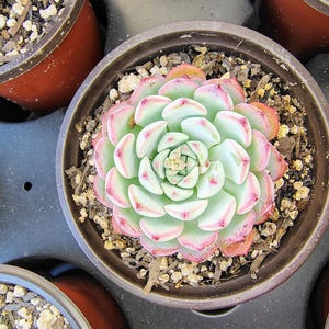 Echeveria Minina, succulents, 4in pot, red, green and blue, live plant