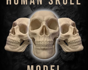 Modelo de cráneo humano / Cráneo impreso en 3D / Cráneo decorativo / Cráneo de Halloween