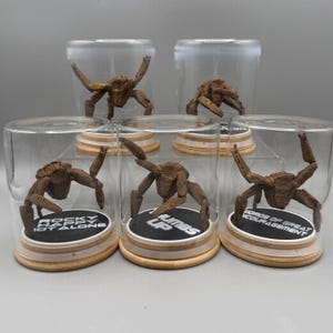 May include: Five clear glass domes with wooden bases, each containing a brown, multi-legged creature figurine. The bases feature black circular labels with white text reading: ROCKY HAPPY NOT ALONE, THUMBS UP, and WORDS OF GREAT ENCOURAGEMENT.