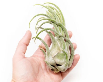 Tillandsia Seleriana Air Plants