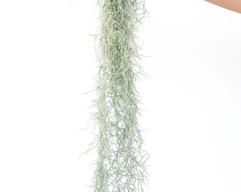 Tillandsia Thick Spanish Moss