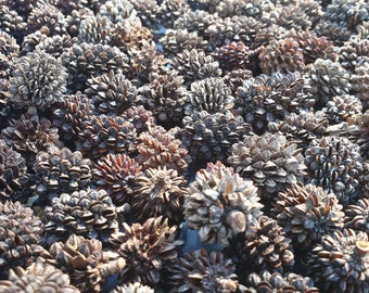 Sheoak Seed Pods- Nature Craft- Aquarium Botanicals- Casuarina Pods - 50pk