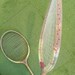 TWO Vintage ATLAS Badminton Rackets Racquets, Display, Made in Japan - Etsy