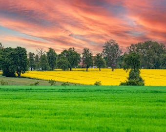 Golden FIELDS of NEYDHARTING – Wall Art | Colorful Sunset, Blooming Rapeseed, Dramatic Clouds, Nature Photography from Upper Austria