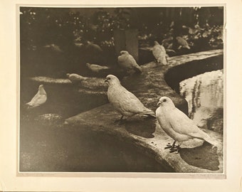 1956 Kunstfotografie an Bord "The Tauben in Capistrano" von Caryl Firth Kalifornien