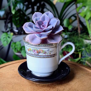 Könnte beinhalten: Eine hellviolette Sukkulente in einer weißen Porzellantasse mit Blumenmuster und Goldrand, die auf einer schwarzen Untertasse steht. Die Tasse ist mit einem dekorativen Band aus bunten Blumen und grünen Blättern auf weißem Grund verziert.
