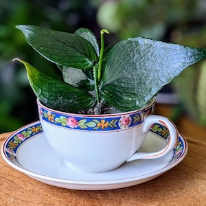 Teacup Planter with Drainage - Vintage Upcycled Cup & Saucer Adorned w/ Blue Scroll Pattern with Pink Roses, Ideal for Eco-Friendly Gifting
