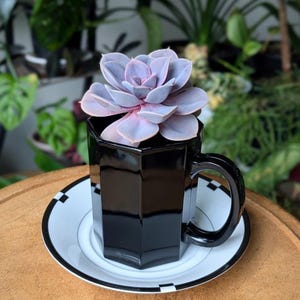 Könnte beinhalten: Eine hellviolette Sukkulente steht in einer glänzend schwarzen, sechseckigen Tasse. Die Tasse ruht auf einer weißen Untertasse mit einem dünnen schwarzen Rand und einem sich wiederholenden schwarz-weißen Schachbrettmuster am Rand.