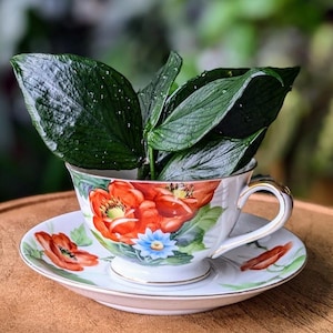 May include: A white teacup and saucer with a floral pattern featuring red poppies and green leaves. A green plant with large leaves is growing inside the teacup.