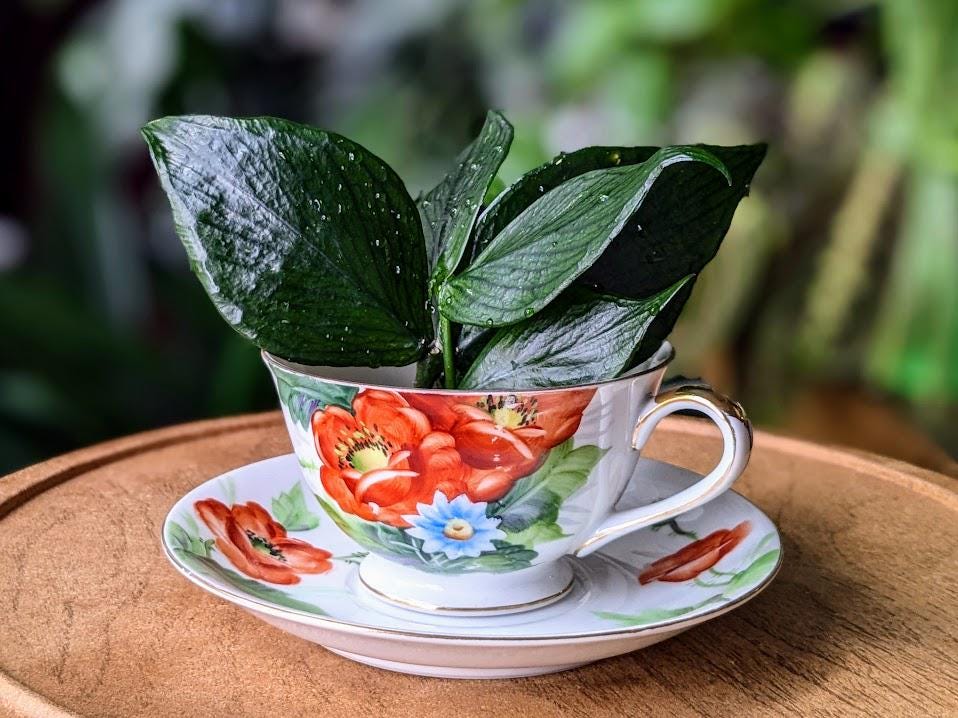 Upcycled Planter With Drainage - Vintage Teacup and Saucer Set With  Hand-painted Orange Poppy Flowers, Beautiful Repurposed Houseplant Decor -  Etsy