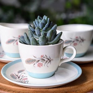 May include: A white teacup with a blue rim and a floral design is filled with a succulent plant. The teacup is on a white saucer with a blue rim and a floral design. The saucer is on a wooden surface.