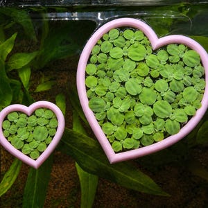 Anillo flotante para plantas de acuario con forma de corazón, separador de plantas para peceras, anillo de alimentación, disponible en varios colores y tamaños.