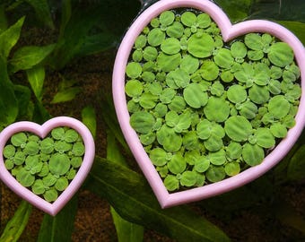 Aquarium floating heart-shaped plant ring, fish tank plant divider, feeding ring, multiple colours and sizes