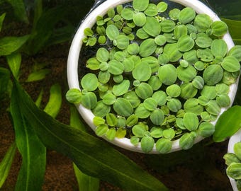 Aquarium floating round plant ring, fish tank plant divider, multiple colours and sizes