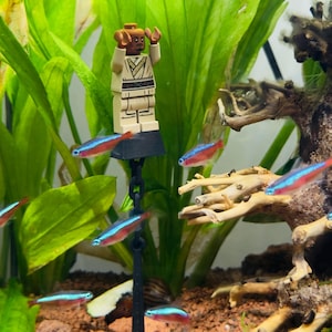 May include: A Lego figure stands atop a black anchor suspended by a chain in an aquarium. The figure is dressed in a tan and white outfit with arms raised. Several neon tetras with red and blue stripes swim around the anchor and figure, amidst green plants.