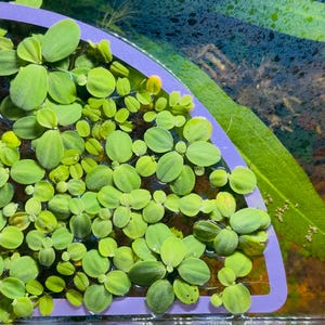Pode incluir: Um close-up de um recipiente de plástico roxo cheio de plantas aquáticas verdes. As plantas estão dispostas em um padrão circular e são cercadas por água.